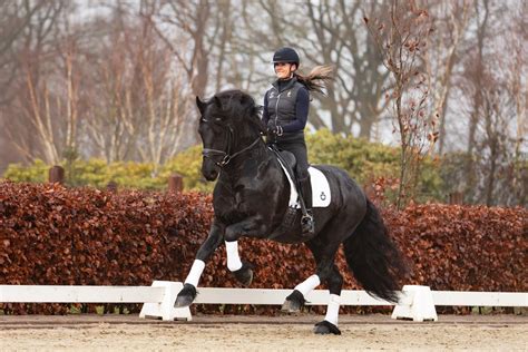 sporthorses paarden te koop.